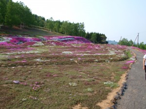 芝桜2