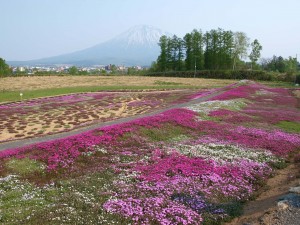 芝桜1